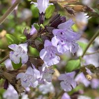 カラミンサ,カラミンサ,カラミンサ,カラミンサ,iphone11の画像