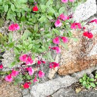 チェリーセージの画像