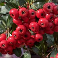 ピラカンサ,ピラカンサ,ピラカンサ,ピラカンサ,iphone11の画像