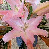 ユリ,花のある暮らし,植物好き,自然の不思議,和室の画像