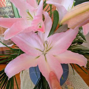 ユリ,花のある暮らし,植物好き,自然の不思議,和室の画像