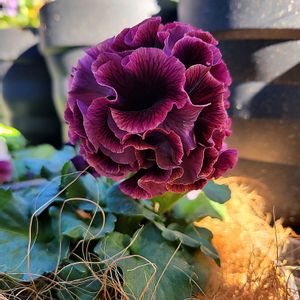 パンジー・ビオラ,パンジー,フリル咲きパンジー,ユニヴェール,植物のある暮らしの画像