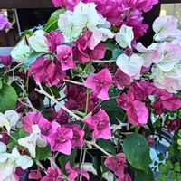 ブーゲンビリア,植物園,熱帯の画像