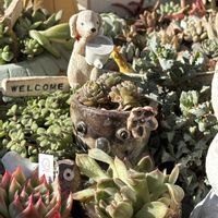 セダム,多肉,エケベリア,多肉植物,ベランダガーデンの画像