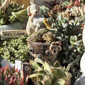 セダム,多肉,エケベリア,多肉植物,ベランダガーデンの画像