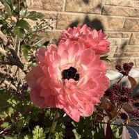 アネモネ,アネモネ オーロラ,鉢植え,日当たり良好,庭の画像