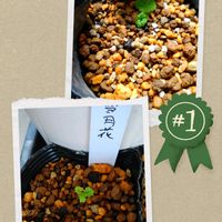 シラン,白花ホトトギス,キイジョウロウホトトギス、,日本サクラソウ,ホトトギス江戸の花の画像