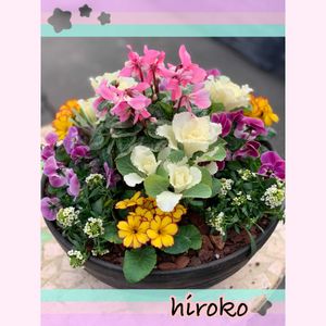 アリッサム,プリムラ,葉牡丹,ミニシクラメン,ビオラ・ももかの画像