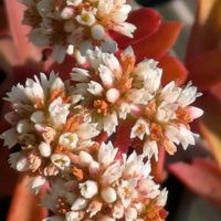 植木鉢,花いろいろ,バラと夢CLUB,おうち園芸,2階のバルコニーの画像