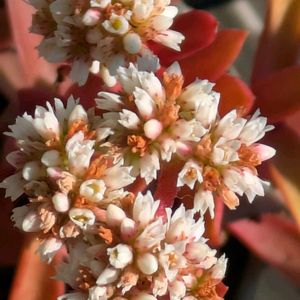 植木鉢,花いろいろ,バラと夢CLUB,おうち園芸,2階のバルコニーの画像