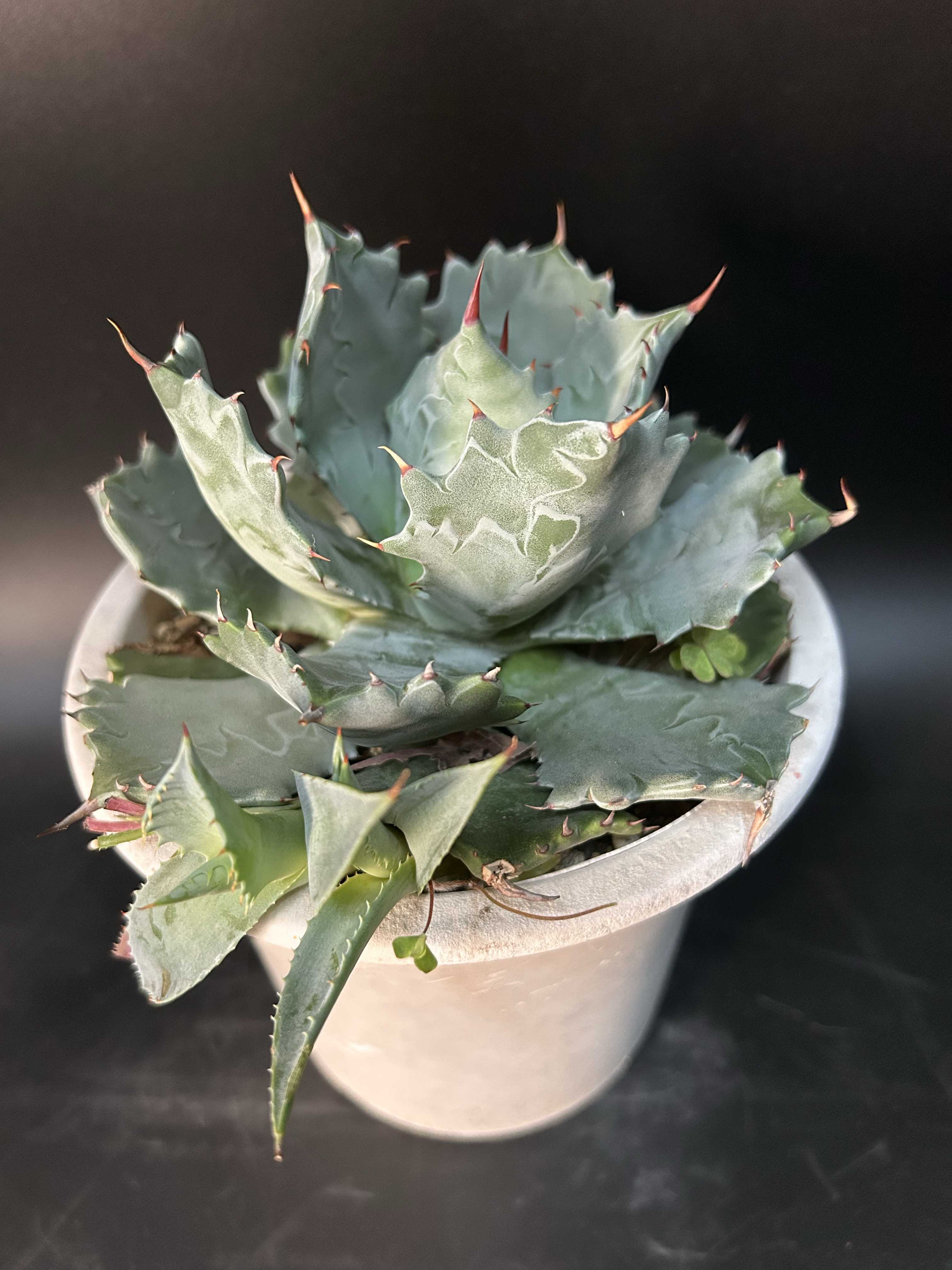 珍奇植物・ビザールプランツ｜🍀GreenSnap（グリーンスナップ）