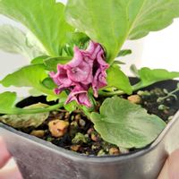 ビオラ,パンジ－,自家採種ビオラ,自家採種パンビオ,自家採取種パンジーの画像