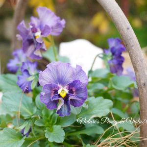 ビオラ　レディ,ビオラ　レディ,ビオラ レディ,ビオラ すみれ図鑑,寄せ植えの画像