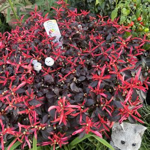 お花大好き♡,アルテルナンセラ カメレオン,玄関アプローチの画像