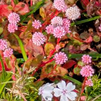 シバザクラ,ポリゴナム（ヒメツルソバ）,ヒメツルソバ（姫蔓蕎麦）,シバザクラ（芝桜）,グランドカバーの画像