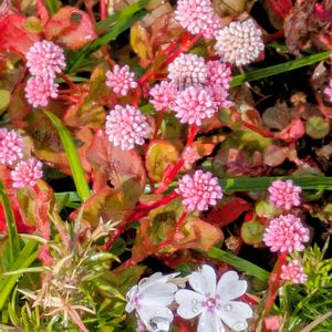 シバザクラ,ポリゴナム（ヒメツルソバ）,ヒメツルソバ（姫蔓蕎麦）,シバザクラ（芝桜）,グランドカバーの画像
