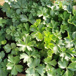 アネモネ,アネモネ　パブニナ,種から,種まき,自家採種の画像