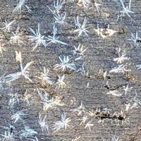 マンリョウ,霜の朝,万両,シュウメイギク•ダイアナ,霜の花の画像