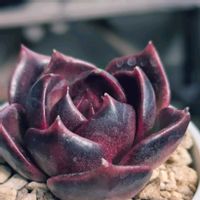 ブラックノヴァ,多肉植物,寒いっ！,可愛い❤,多肉沼の画像