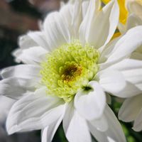 キク,マム,白い水曜日♡,白い貴婦人✨,その他部屋の画像