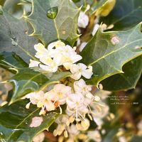 ヒイラギ,ヒイラギモクセイ,大人の着せ替え人形,小さな花,庭の花の画像