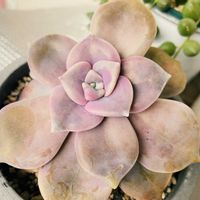 パープルディライト,多肉植物,観葉植物,癒し,グリーンのある暮らしの画像