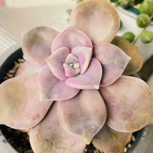 パープルディライト,多肉植物,観葉植物,癒し,グリーンのある暮らしの画像