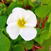 オキザリス,オキザリス,シュウメイギク,スカビオサ,スカビオサの画像