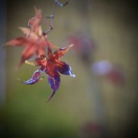 秋の花,花のある暮らし,季節のお花,今日のお花,和室の画像