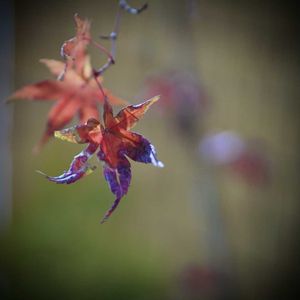 秋の花,花のある暮らし,季節のお花,今日のお花,和室の画像
