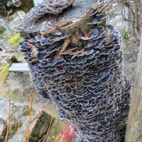 ウメモドキ,万両,カワラタケ,サネカズラ,大好きの画像