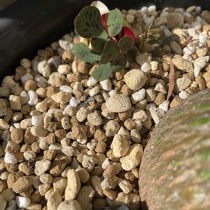 オキザリス,ルテオラスプラッシュ,オキザリス　ルテオラスプラッシュ,開花,復活の画像