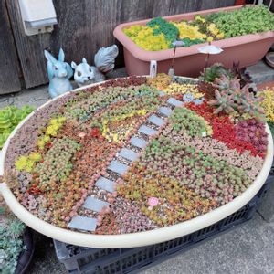 多肉植物,多肉植物寄せ植え,多肉大好き,多肉箱庭,多肉植物のある暮らしの画像