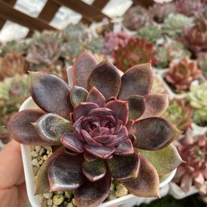 チョコレート ムース,多肉植物,多肉の寄せ植え,多肉寄せ植え,エケベリア属の画像