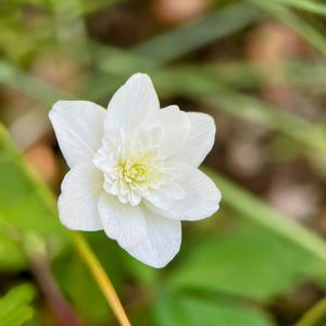 ジンチョウゲ,ハクモクレン,八重咲きヤブイチゲ ,可愛い,常緑低木の画像