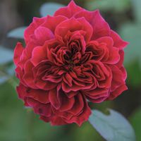 植物のある暮らし,バラのある暮らし,おうち園芸の画像