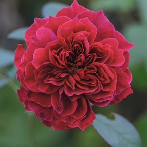 植物のある暮らし,バラのある暮らし,おうち園芸の画像