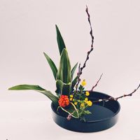 オモト,万年青,小菊,赤目柳,アカメヤナギの画像