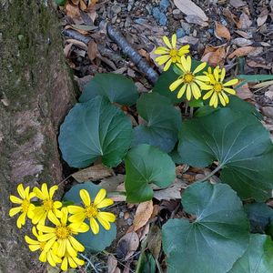 サルビア,ツワブキ,リンドウ,ミニバラ,ハマナデシコの画像