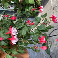 フクシアの画像