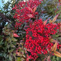 ピラカンサの画像