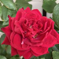 ミニバラ,赤いミニバラ,ベランダガーデニング,バルコニー/ベランダの画像