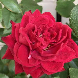 ミニバラ,赤いミニバラ,ベランダガーデニング,バルコニー/ベランダの画像