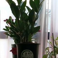 鉢植え,私の癒やし,植物のあるくらし,部屋の画像