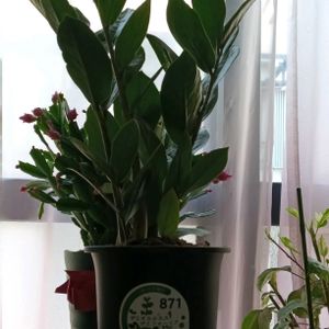 鉢植え,私の癒やし,植物のあるくらし,部屋の画像