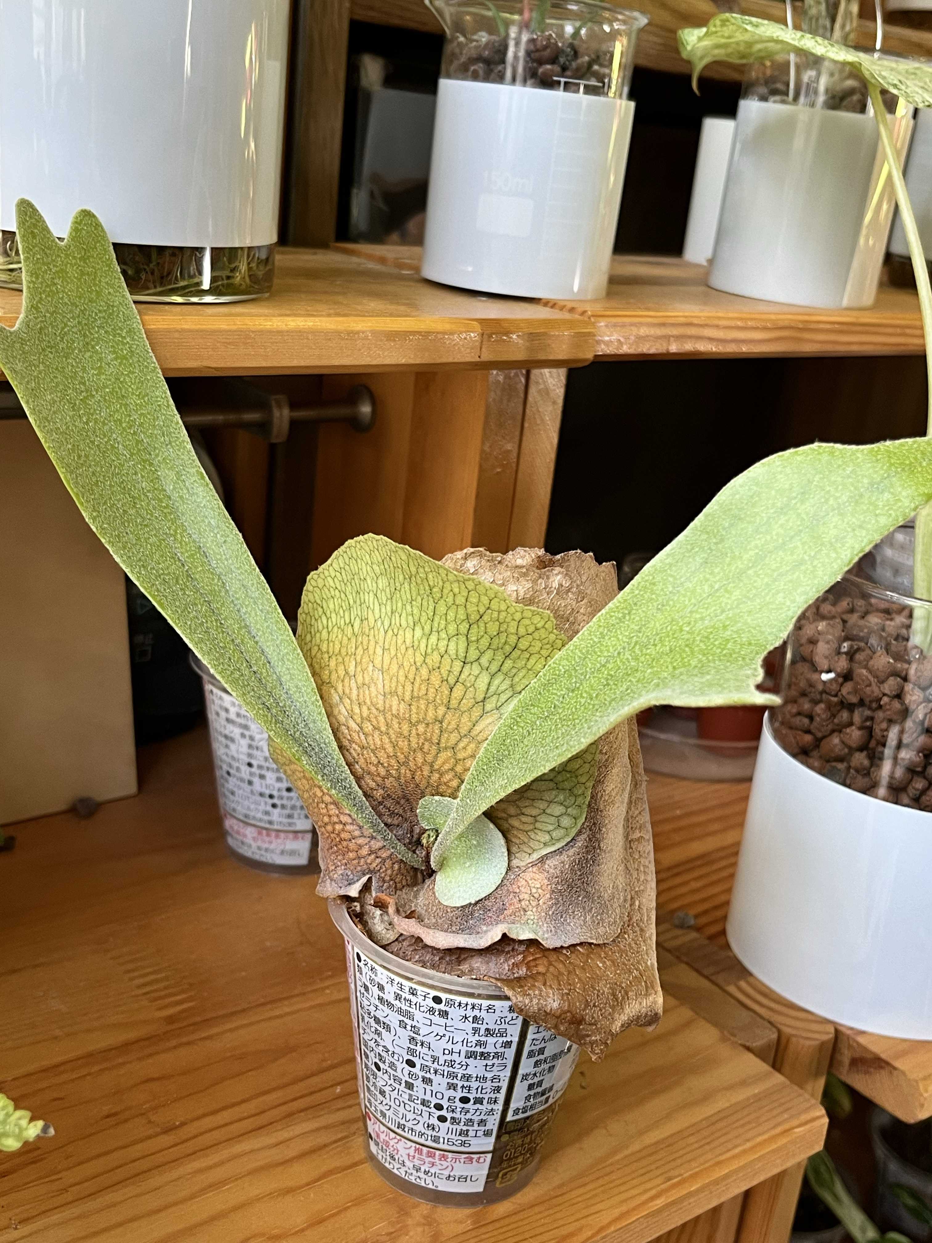 成長点の向き2 ビカクシダの森