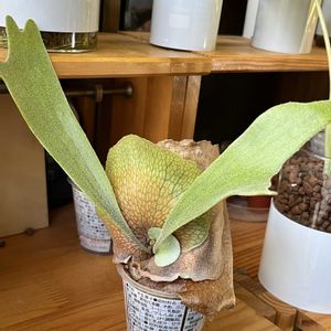 ビカクシダ,ビカクシダ ネザーランド,ビカクシダ ネザーランド,観葉植物,ハイドロカルチャーの画像