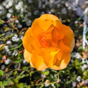 ミニバラ,マンダリナコルダーナ,いやし♪,お花大好き✨,小さな庭の画像