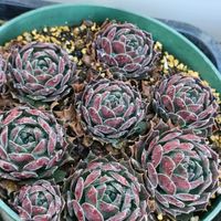 センペル,センペルビブム属,センペルビウム,多肉植物,センペルビブムの画像