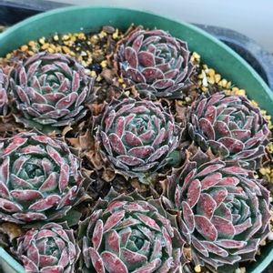 センペル,センペルビブム属,センペルビウム,多肉植物,センペルビブムの画像